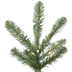 10'Alberta Spruce, G160286, Vickerman