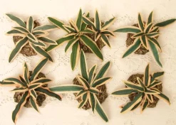 Cactus Yucca Plants Set/6, Fontanini, 51158